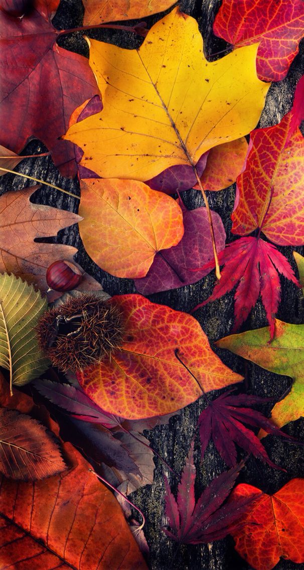 Capture The Beauty Of Autumn With These Stunning iPhone Wallpaper