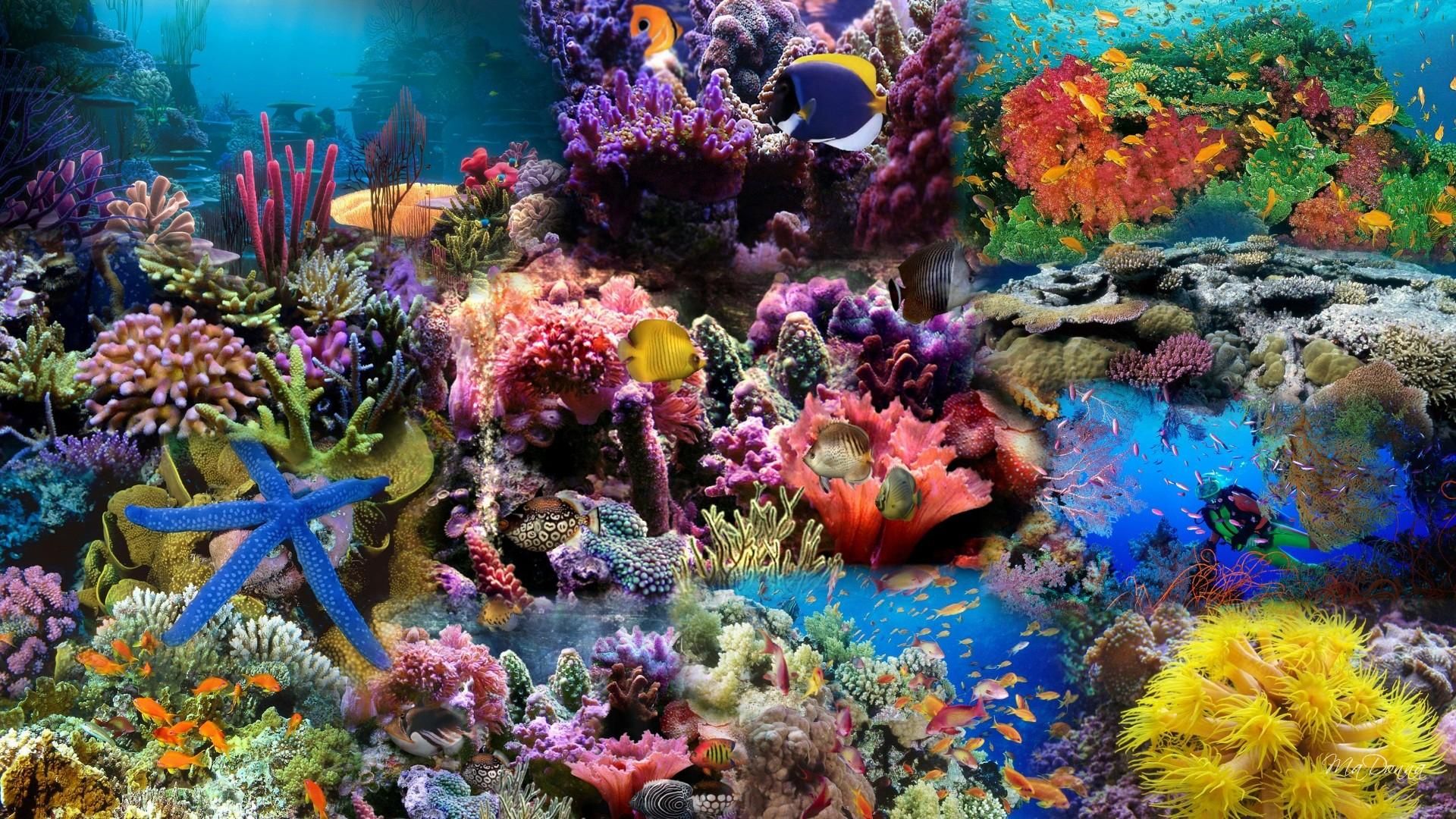 Wallpapers For Coral Reef Wallpaper 1920x1080 coloring Coral