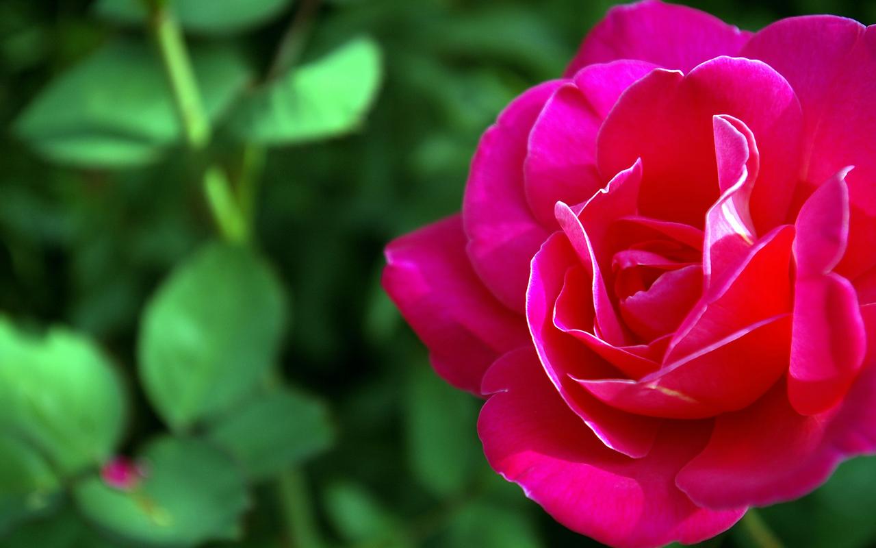 Beautiful Rose Flower Wallpaper