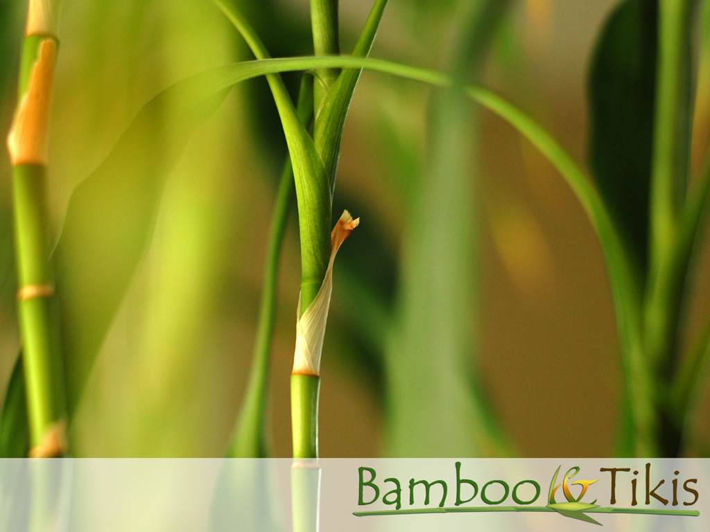 Bamboo Grass Wallpaper And Tikis