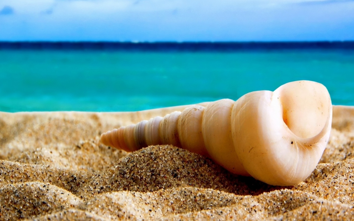 Shell On The Beach Desktop Pc And Mac Wallpaper