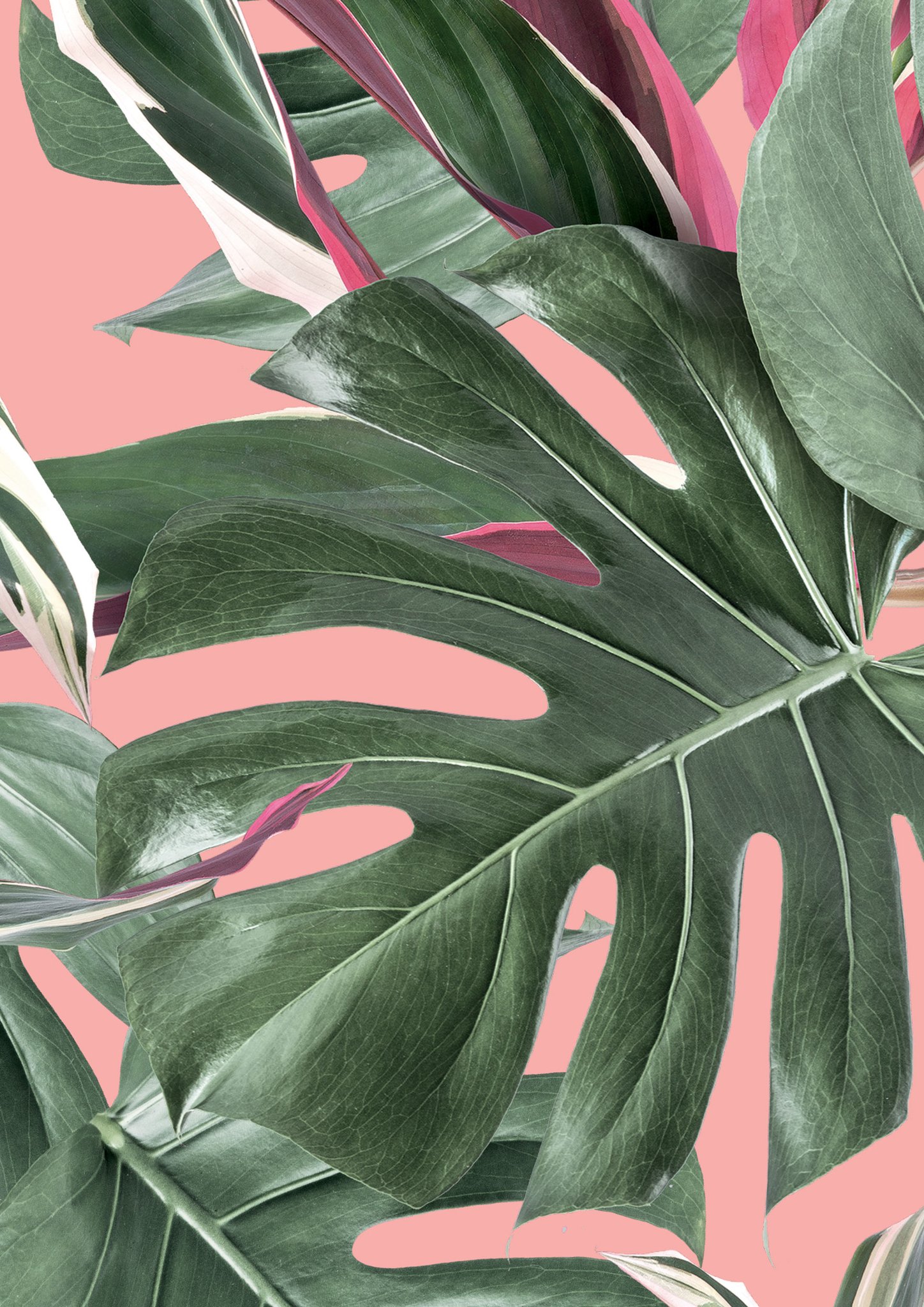Botanical Wallpaper Monstera Pink By Kek Amsterdam Burke Decor