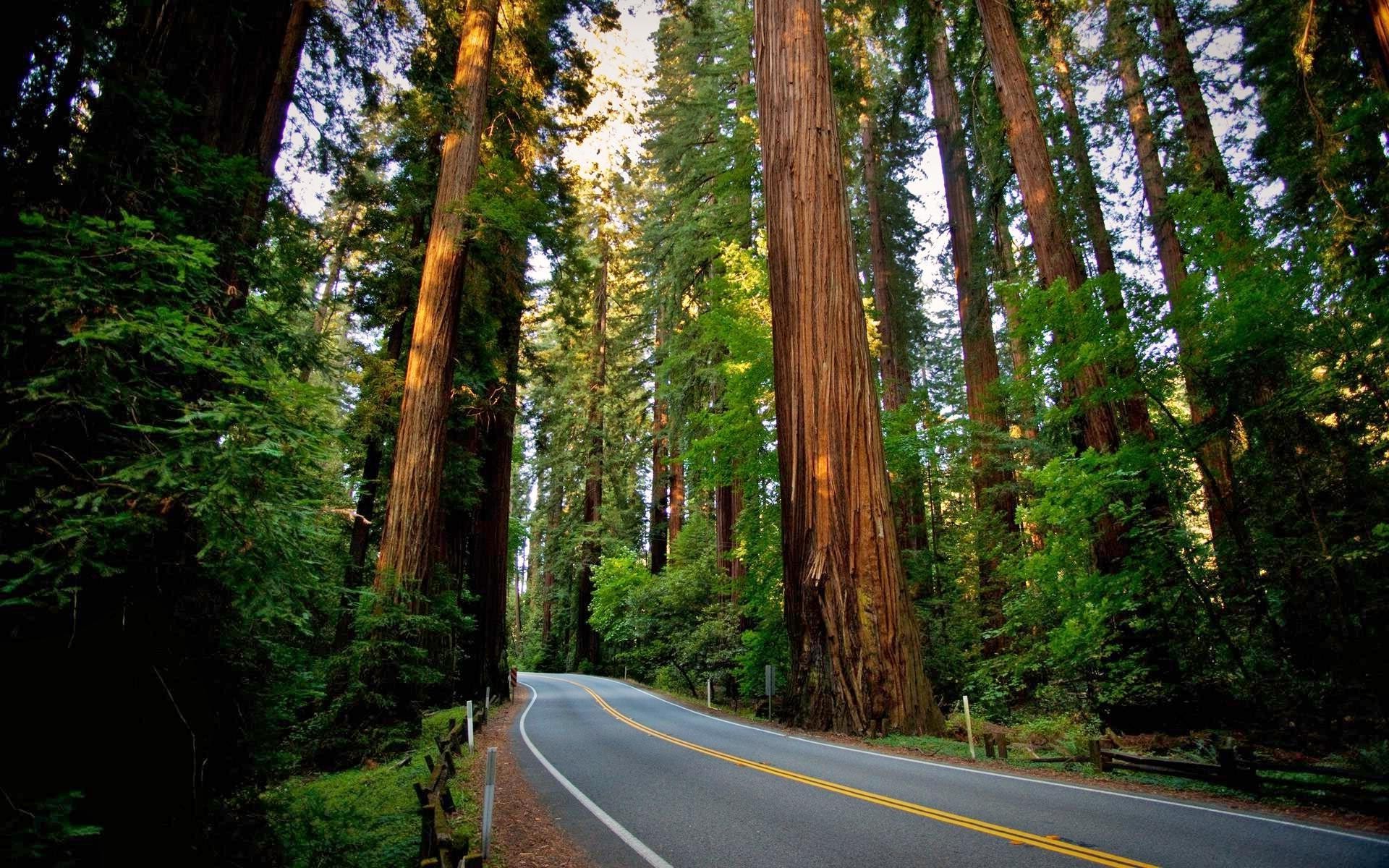 Road Sequoias Redwood Nature Landscape Forest Wallpaper HD