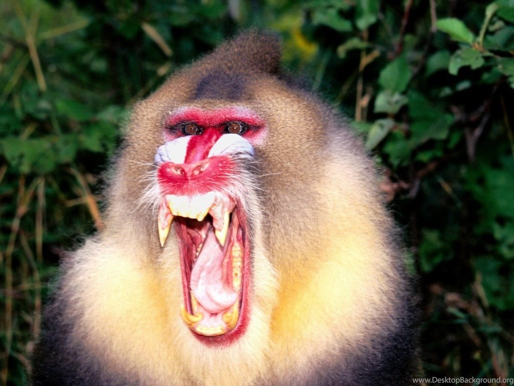 Close-up of a baboon with its mouth wide open, revealing its teeth and tongue. The baboon's face is red and its fur is a mix of brown, yellow, and white