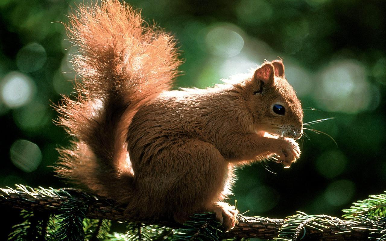 Animal Wallpaper Desktop