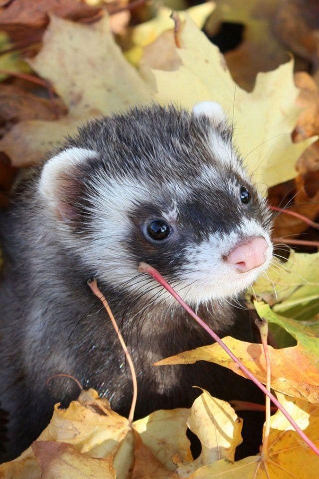 Michelle On Wallpaper For iPhone Cute Ferrets Autumn
