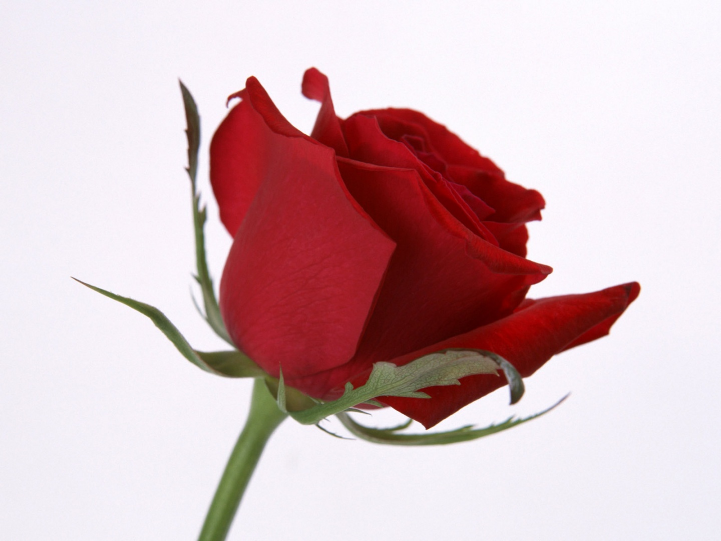 Rosa Bild: Single Red Rose Image Good Morning