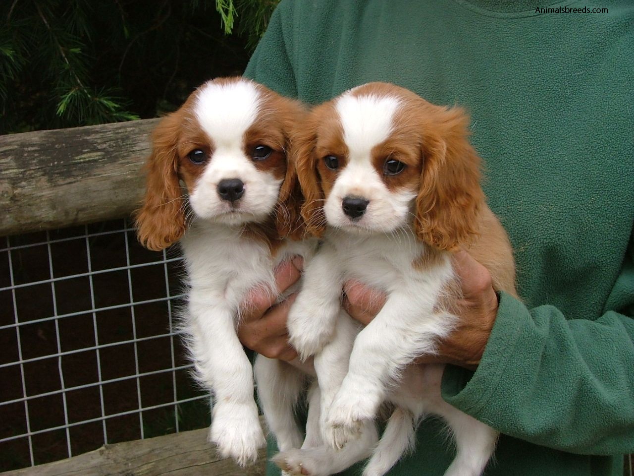 Cavalier King Charles Spaniel Pictures Information Temperament