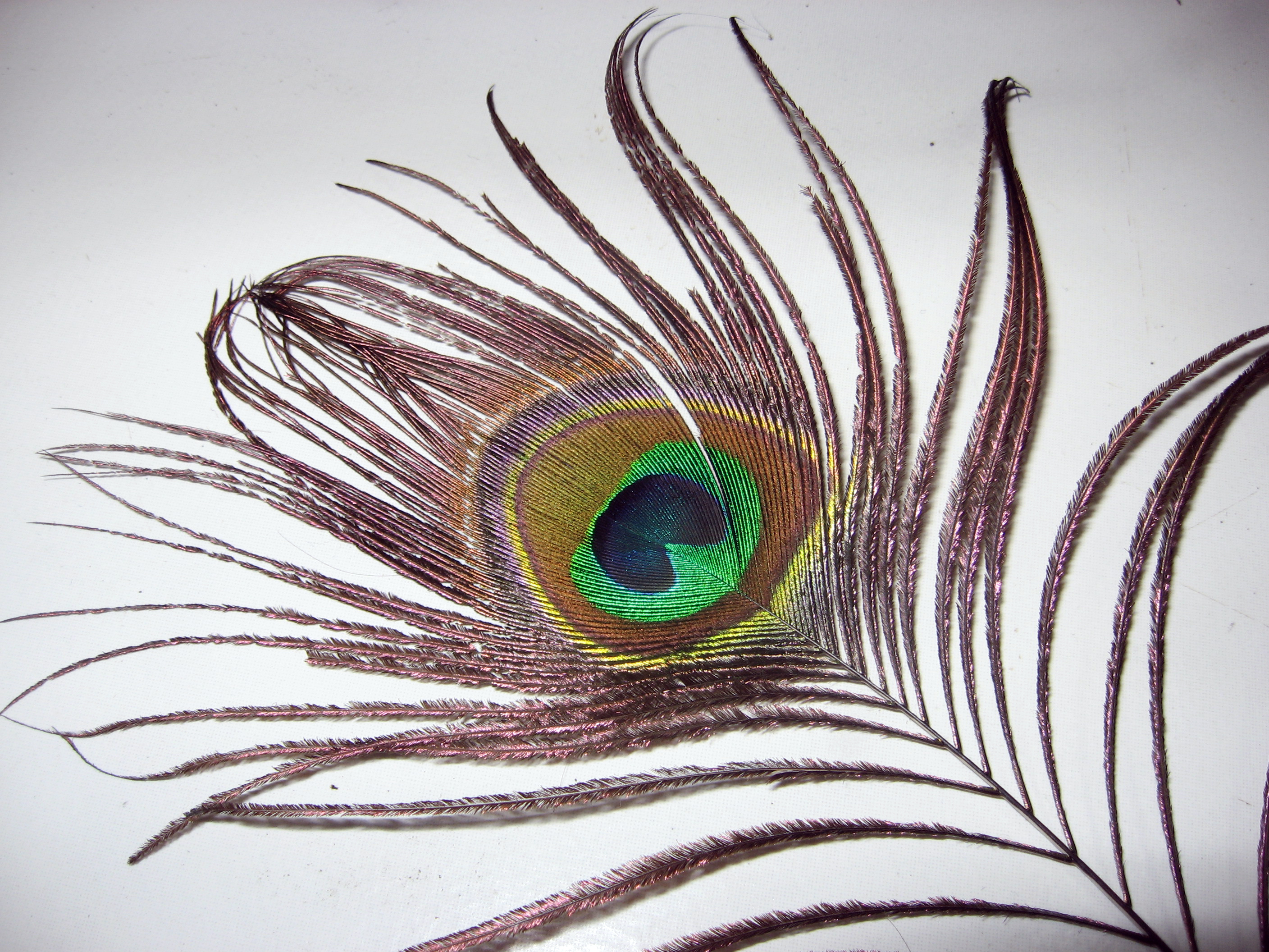 Eye Of A Peacock Feather Puter Wallpaper Desktop Background