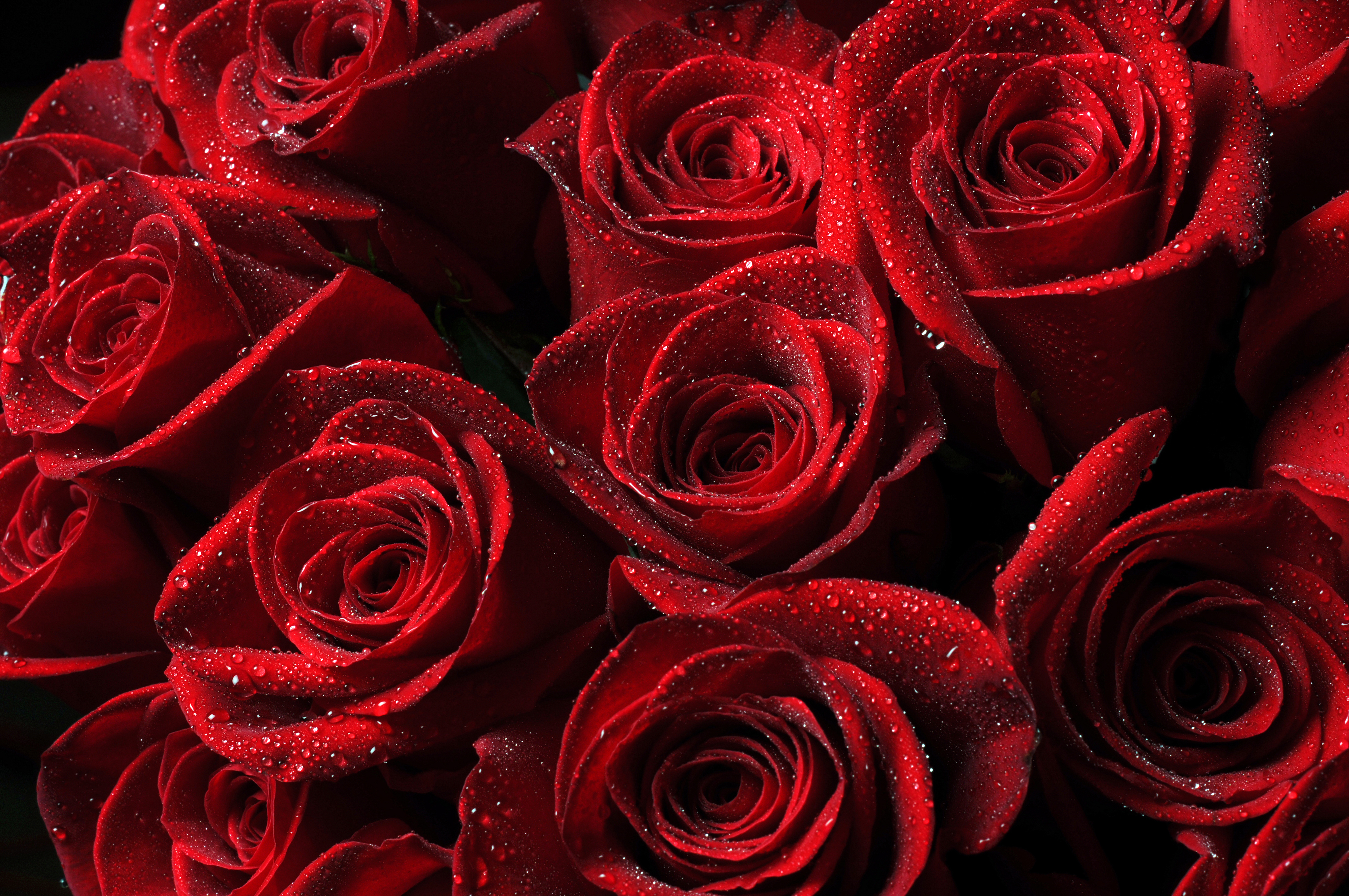 Beautiful Roses Background Gallery Yopriceville   High Quality