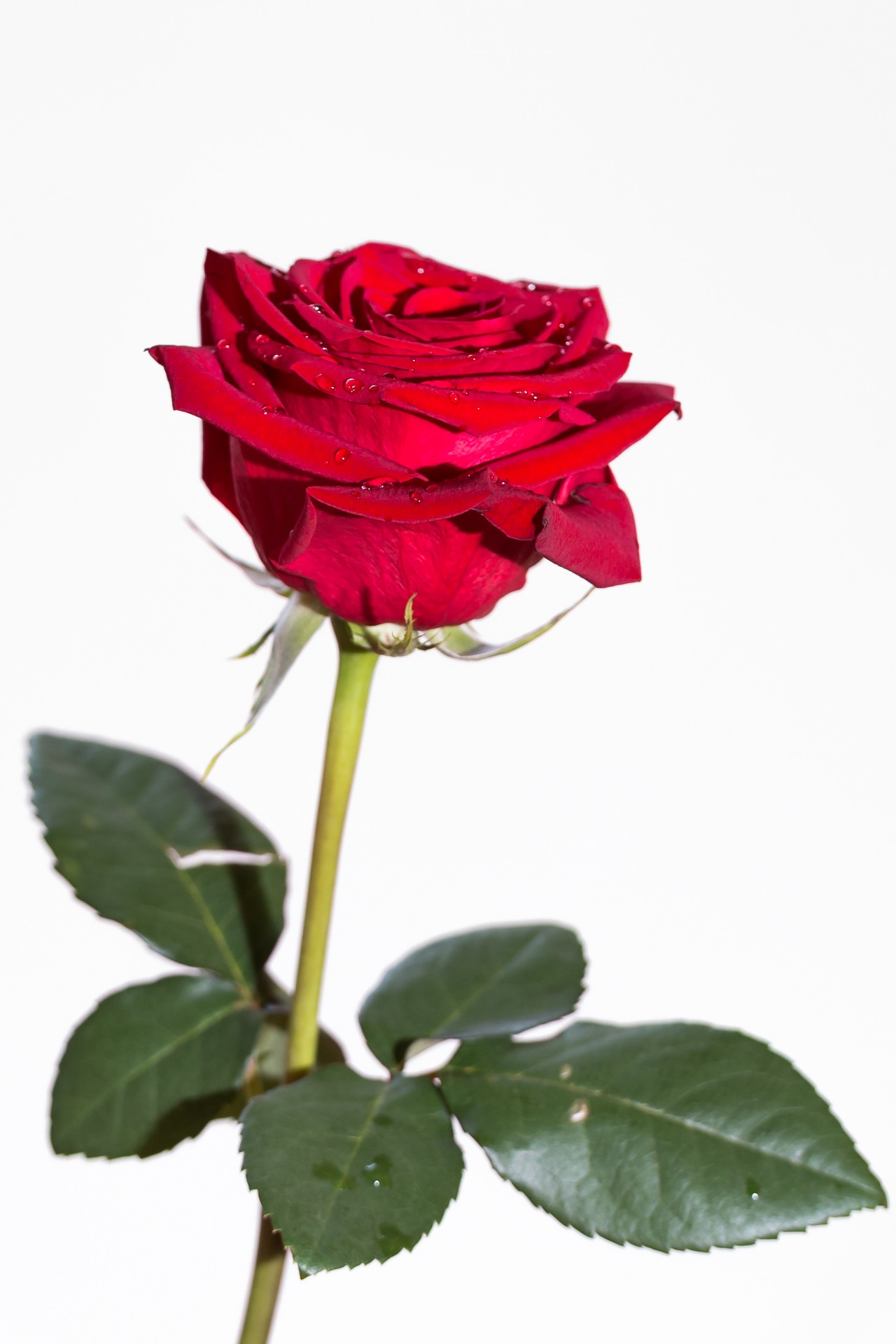 Red Rose On White Background Free Stock Photo HD   Public Domain