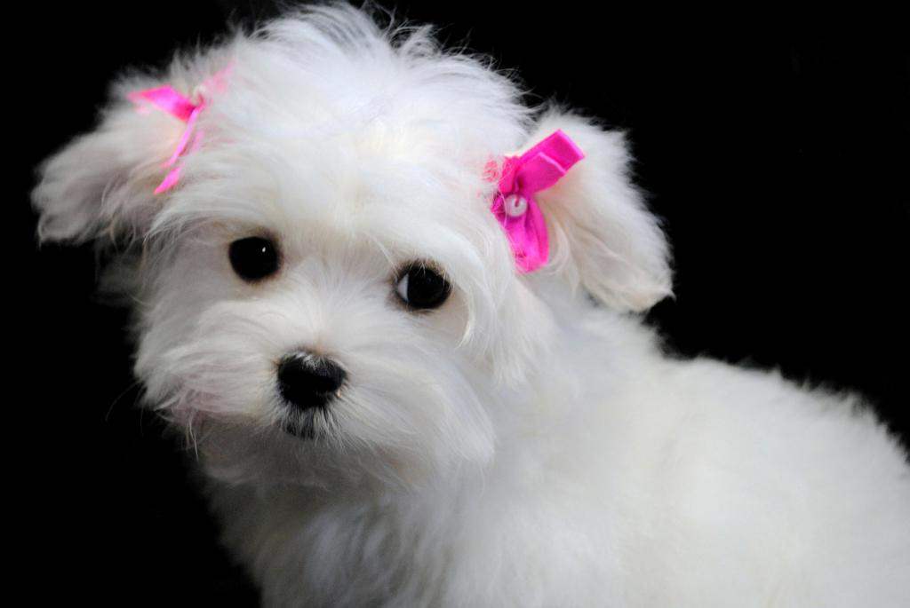 Funny Maltese Puppy Wearing Ribbons On Her Ears Puppies Wallpaper