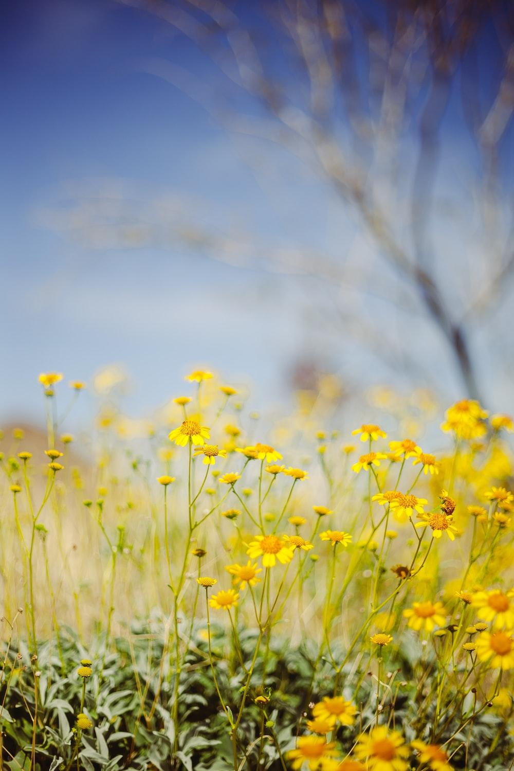 🔥 Free download Yellow flower field under blue sky during daytime photo ...