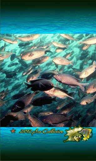 Pin Fishouflage Bass Desktop Wallpaperjpg