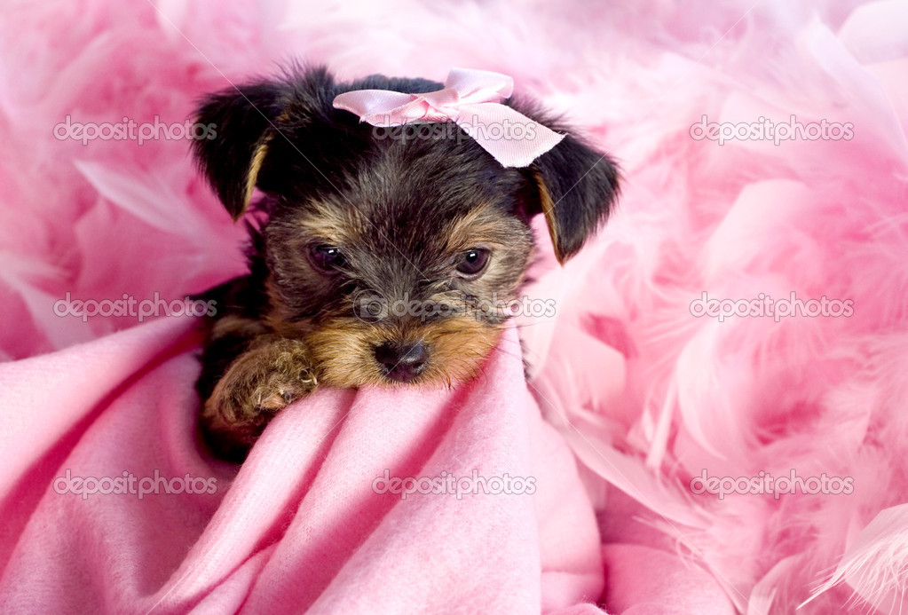 Yorkshire Terrier Puppy With Pink Background Stock Photo In
