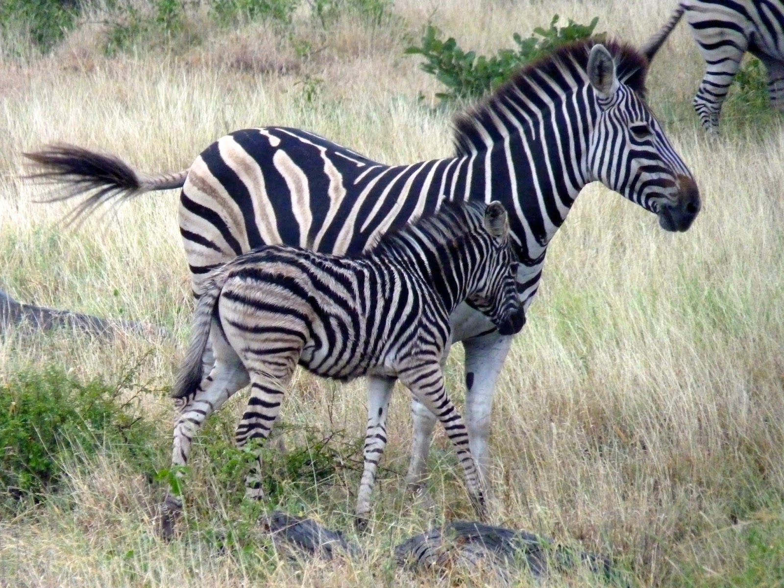 Baby Zebra With Its Mother Background Zebras B Bi