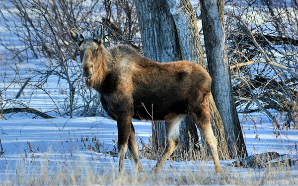 Wildlife Moose Wallpaper Desktop