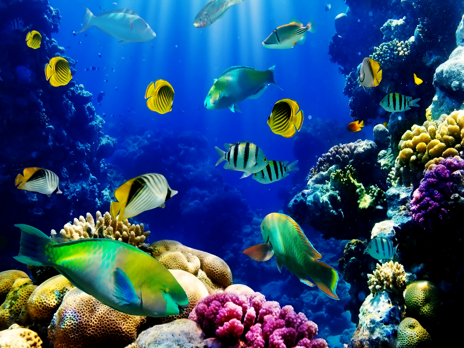 Desktop Fish Tank Moving Wallpaper Dowload