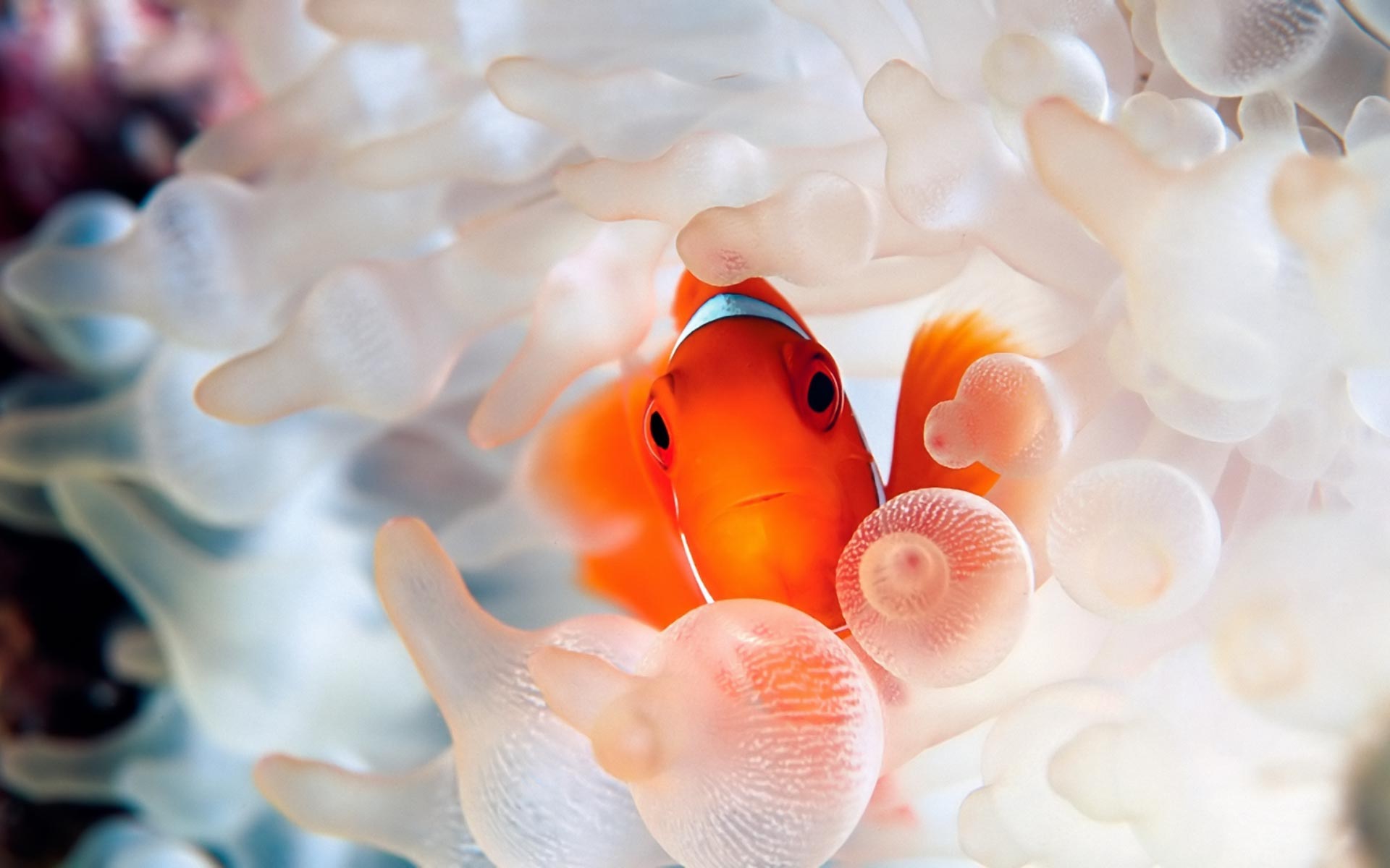 Clownfish Coral Reef Fish Wallpaper In High Resolution For