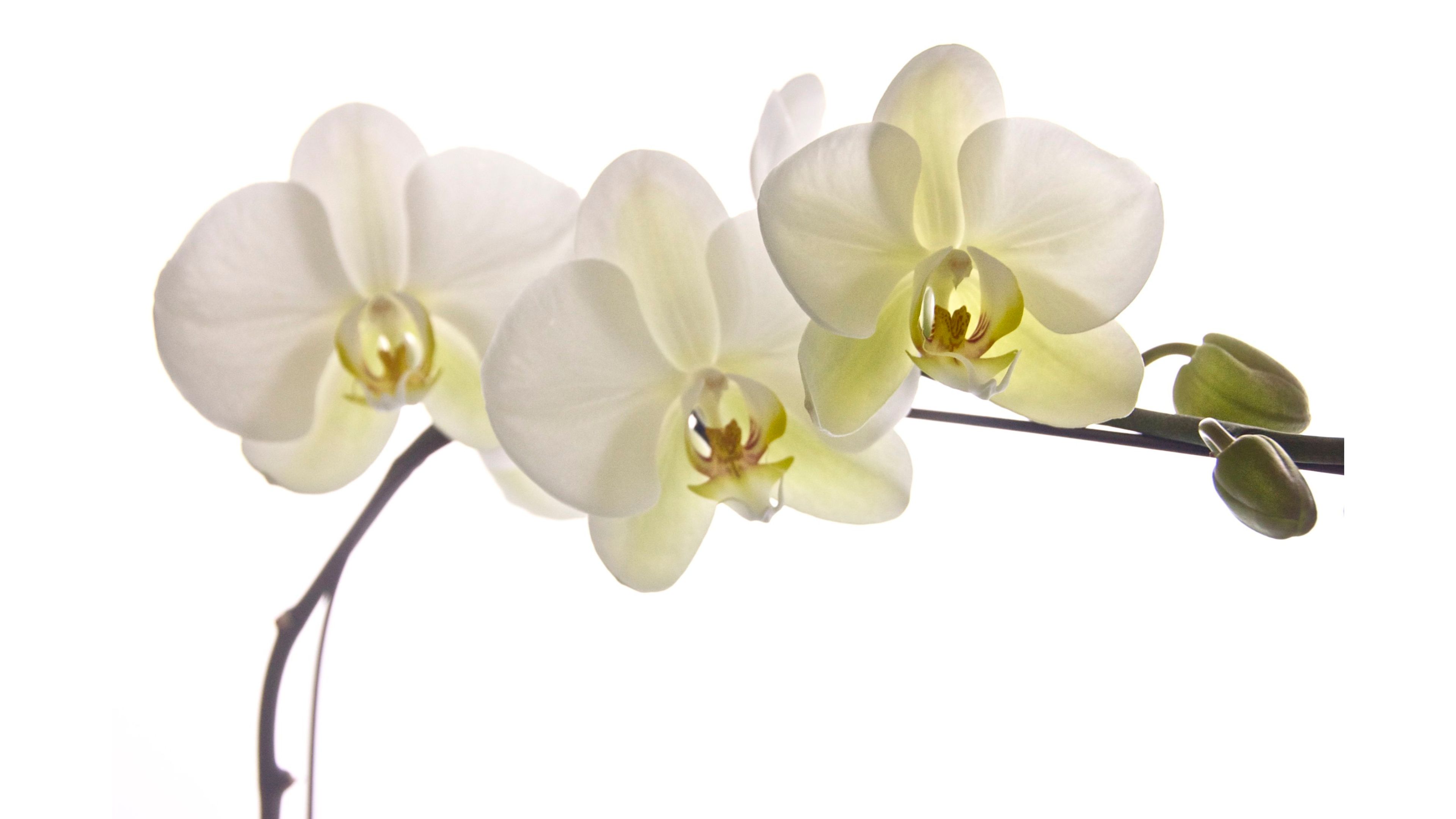 White Florida Orchids 4k Wallpaper