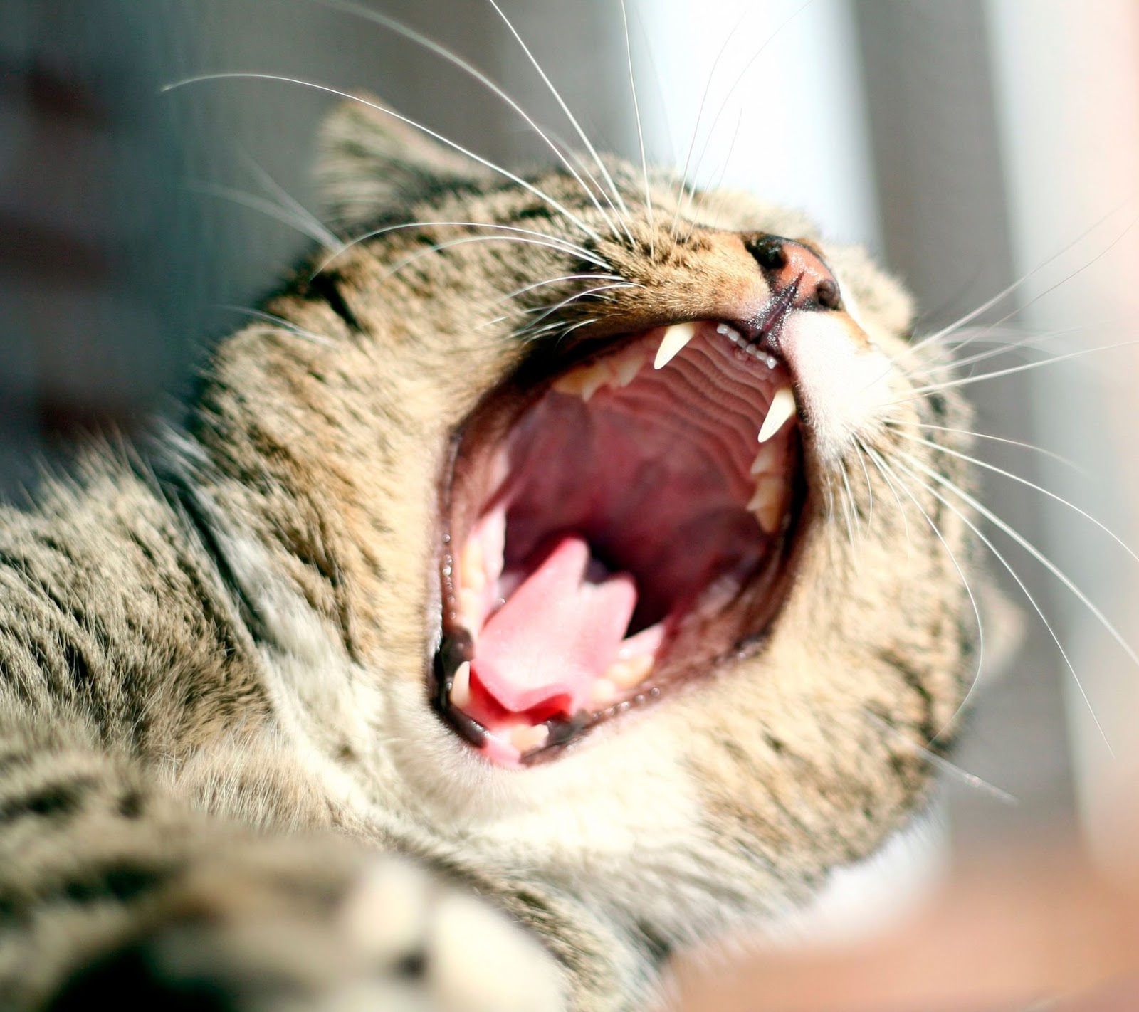Galaxy S4 Wallpaper Cat Yawning Covers Heat