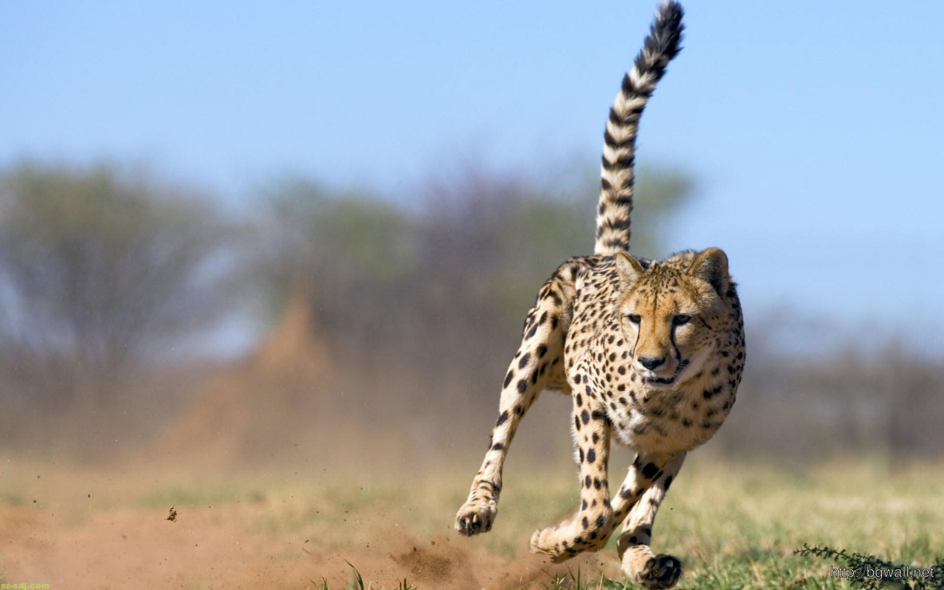 Cheetah Amazing Run Wallpaper Desktop Background