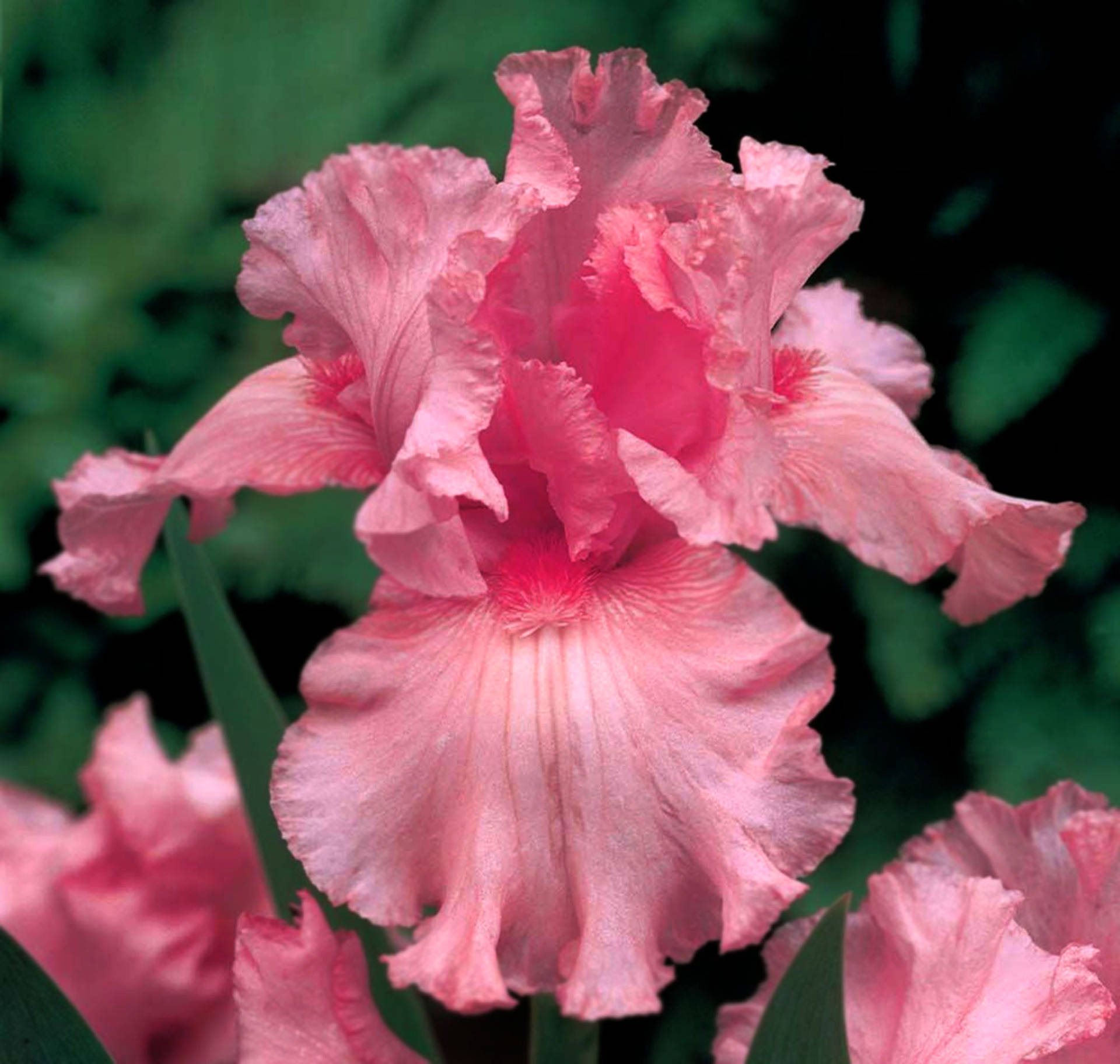 Top Iris Flower Wallpaper Full HD 4k To Use