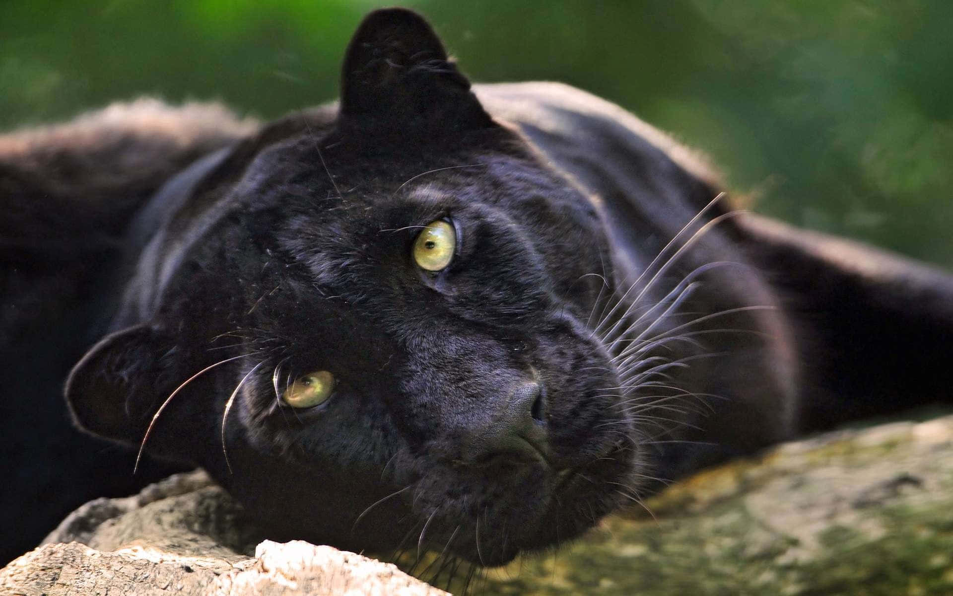 Black Panther Wallpaper