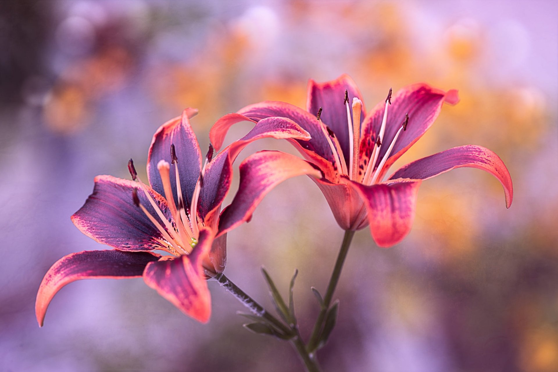 Pink Flower Macro Nature Lily HD Wallpaper