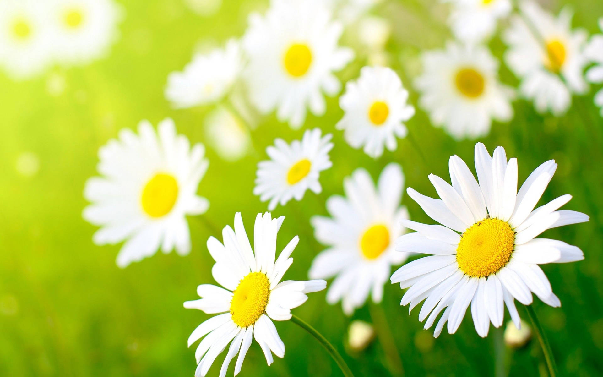 Daisy Aesthetic Computer Wallpaper