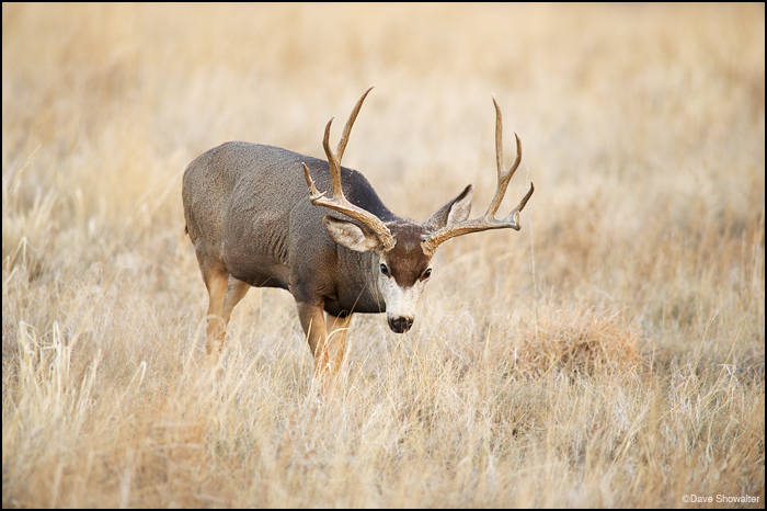 Mule Deer Rut At Rocky Mountain Arsenal Nwr Co Western Wild