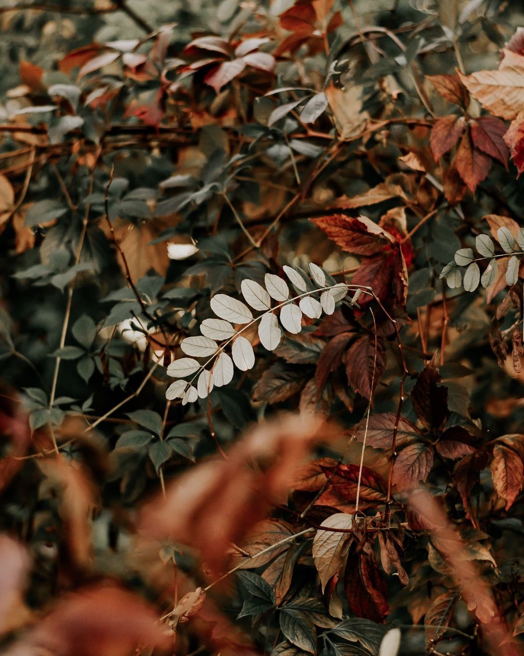 Picture Fall Wallpaper