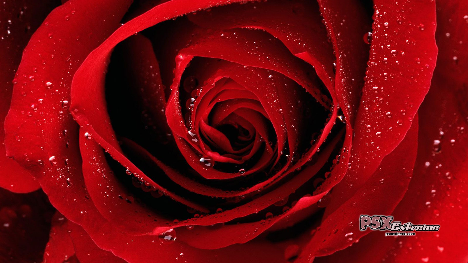 Red Roses Wallpaper Wide HD