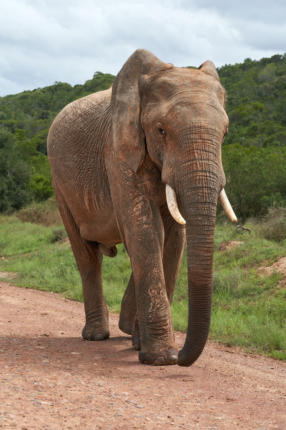 Elephant Pictures HD Image Stock Photos On