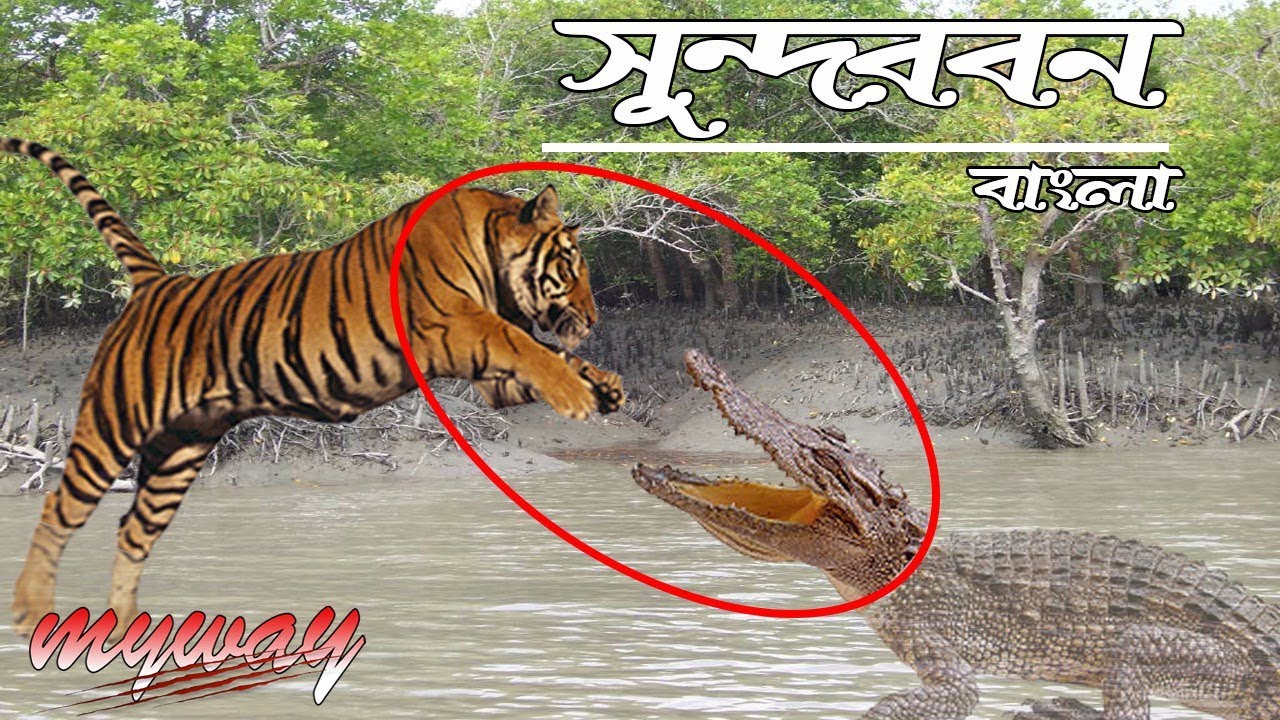 Sundarbans National Park Bengali