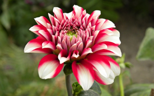 Pink And White Flower HD Wallpaper IHD