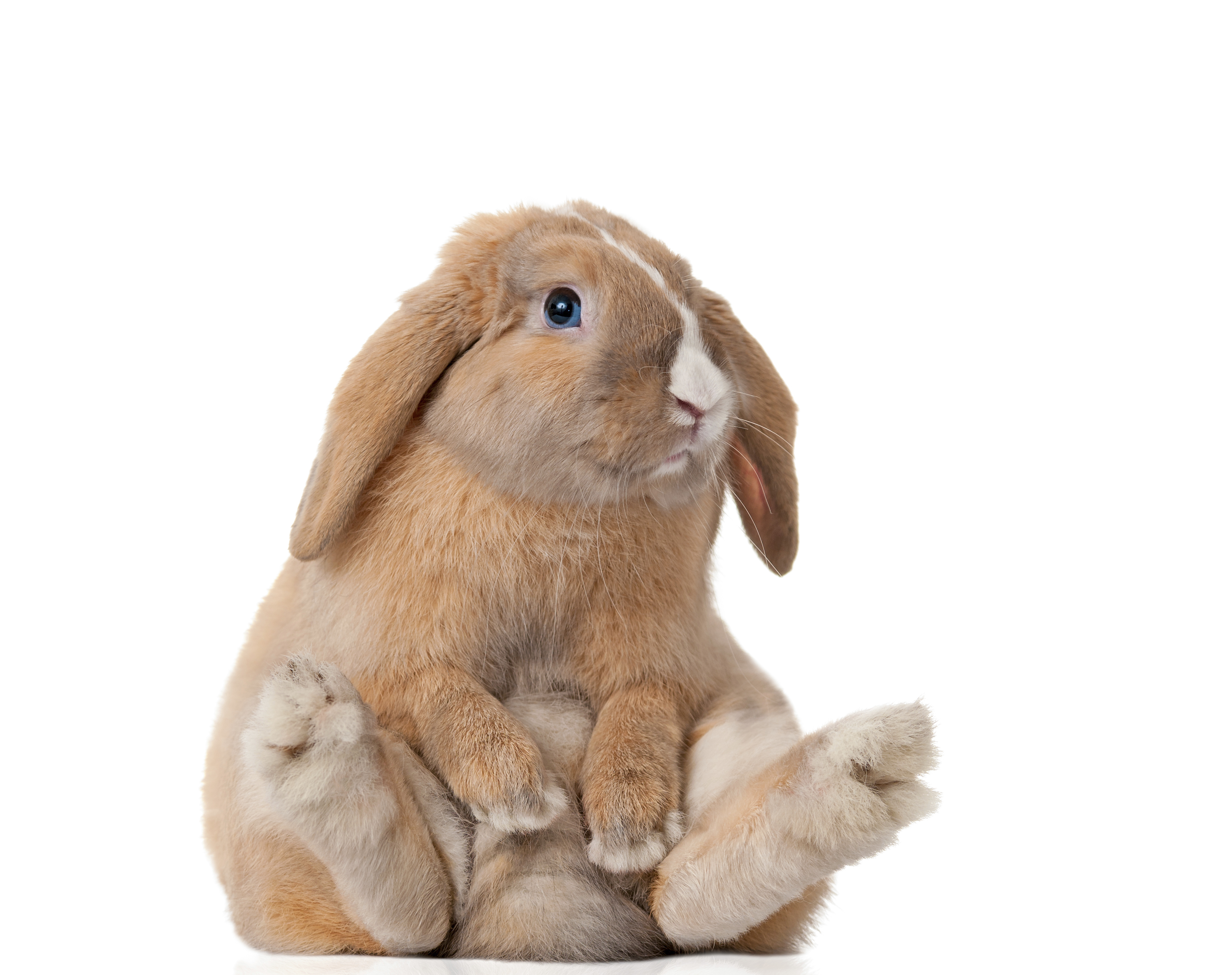 Reasons Rescued Rabbits Rule Petfinder