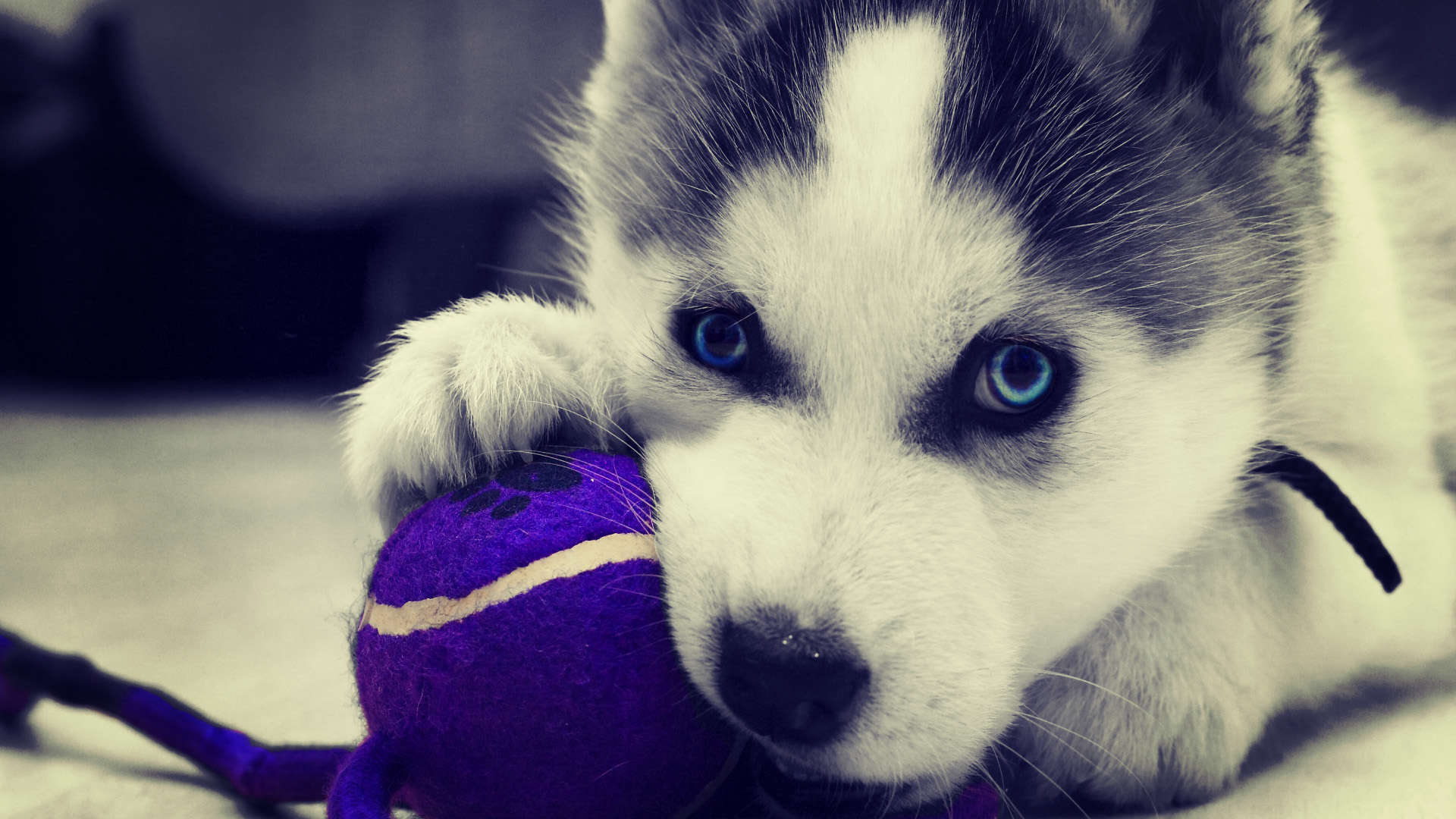 Siberian Dogs Quotes Wallpaper Picture High