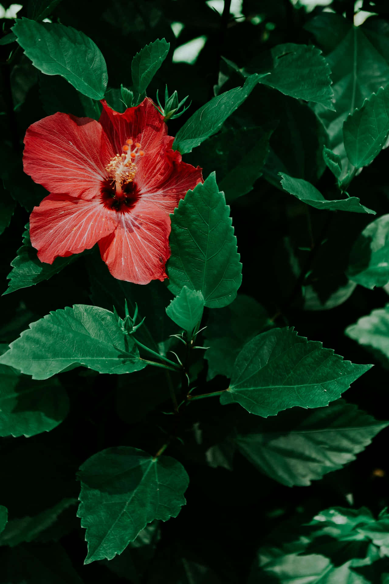 Hibiscus Aesthetic Wallpaper