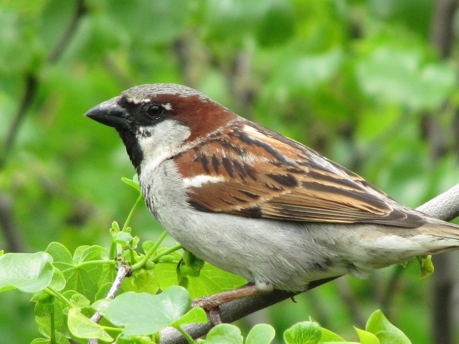 In Praise Of Sparrows Poet Kate Hutchinson