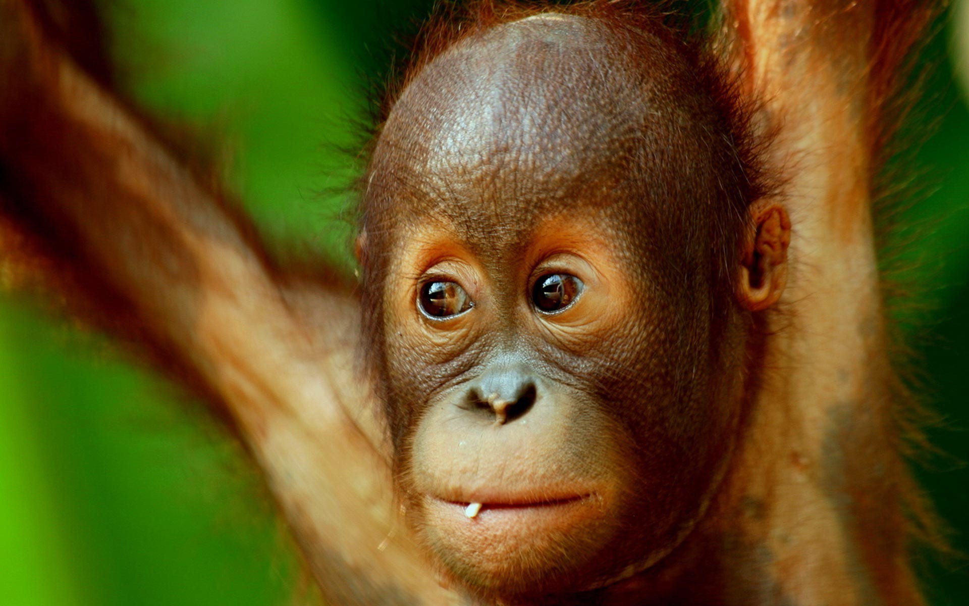 Baby Orangutan Cute Photos HD Wallpaper Image Pictures