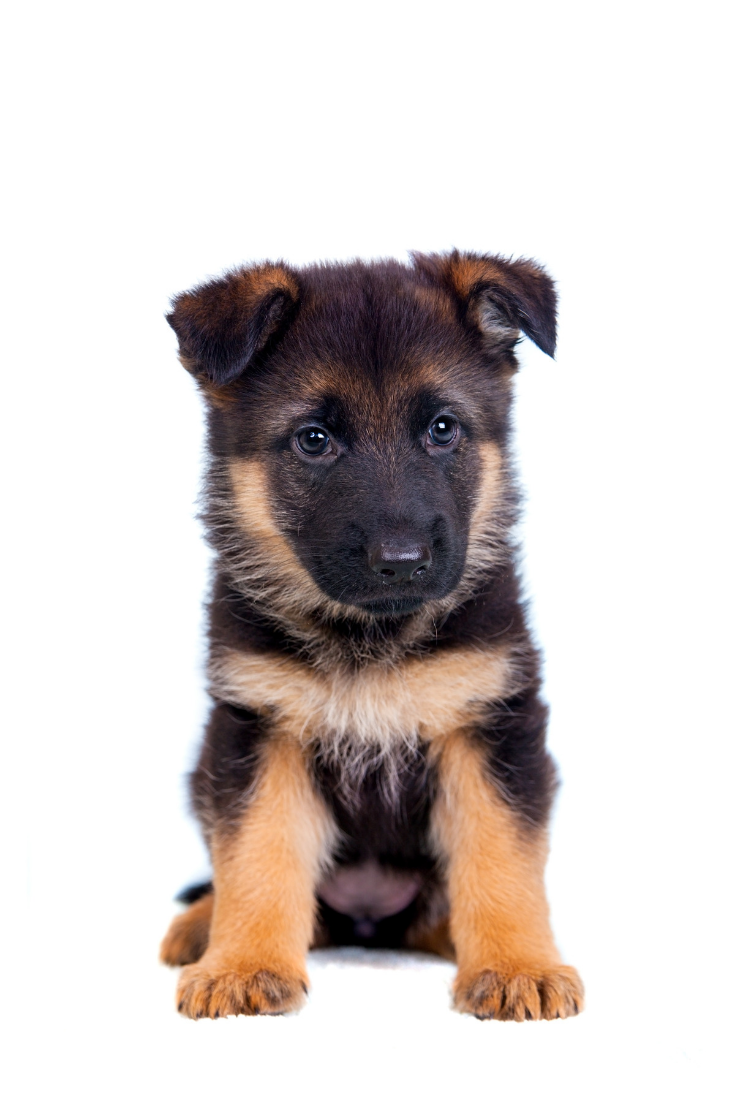German Shepherd Puppy Isolated On White Background Germanshepherd