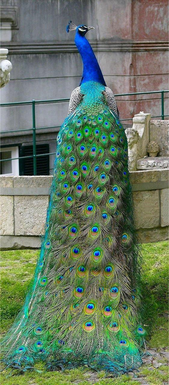 Beautiful Peacock Birds For Mobile Phone