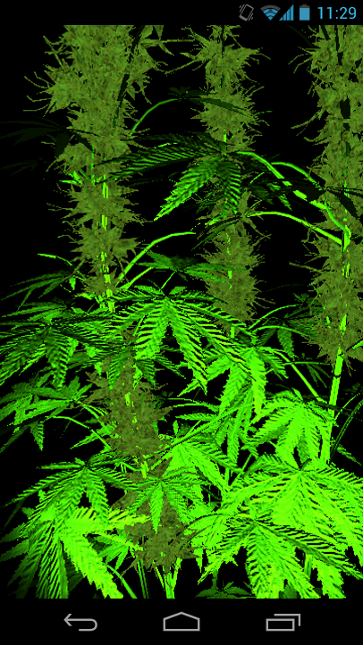 3d Weed Lpw Which Bring Real Realistic Marijuana