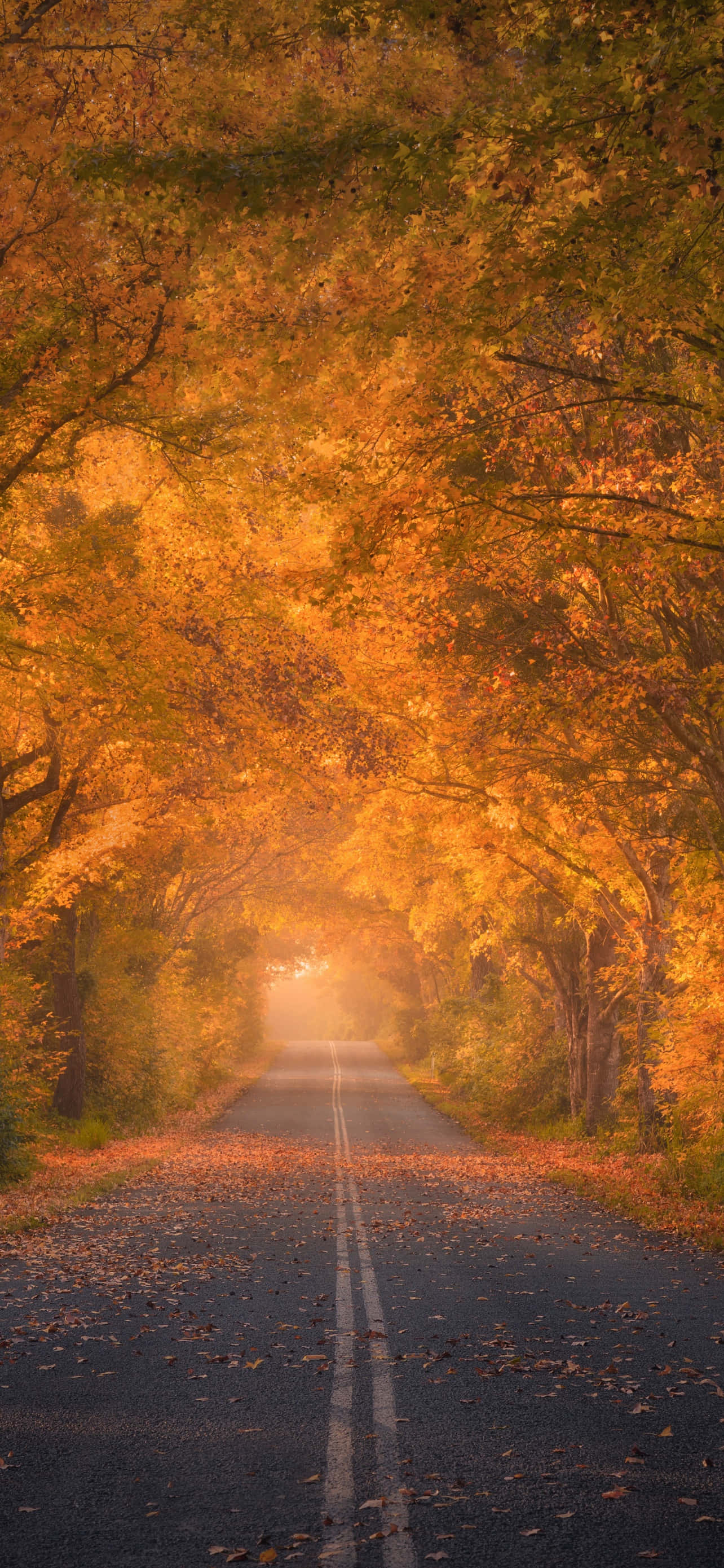 Autumn iPhone Plus Wallpaper