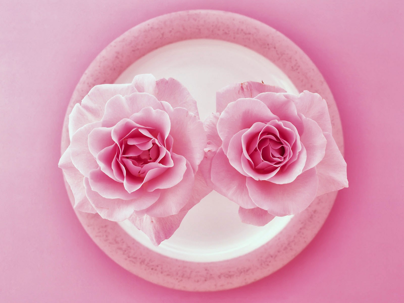 Beautiful Rose Flowers HD Wallpaper