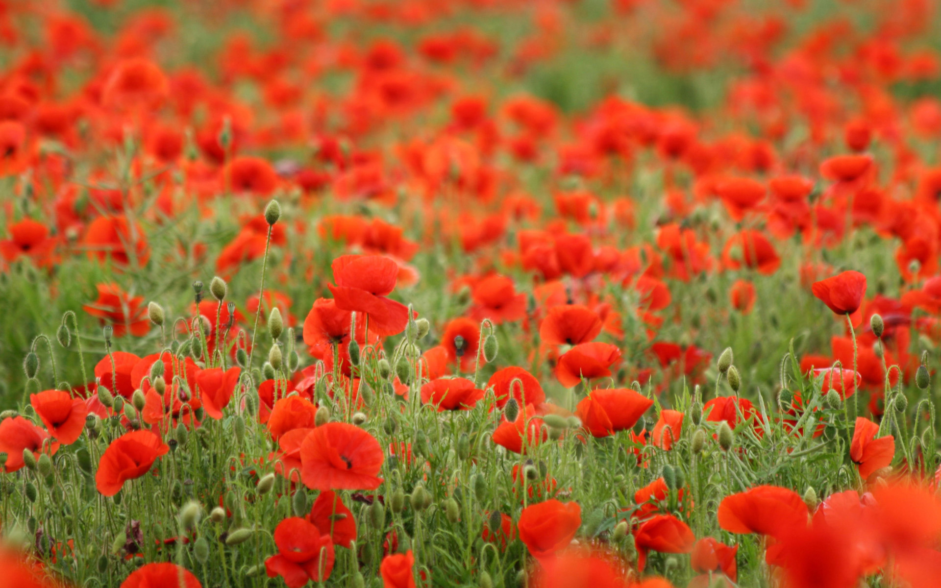 Large Field Of Red Poppies Wallpaper And Image