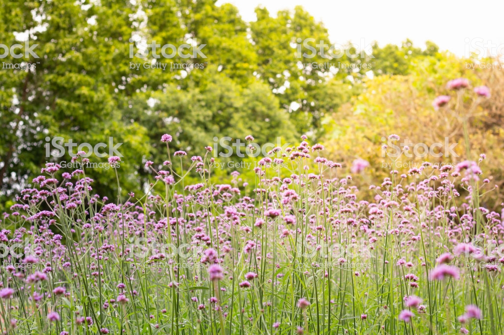 Free download Photo Of Colorful Vervain Flowers Meadow Spring Nature ...