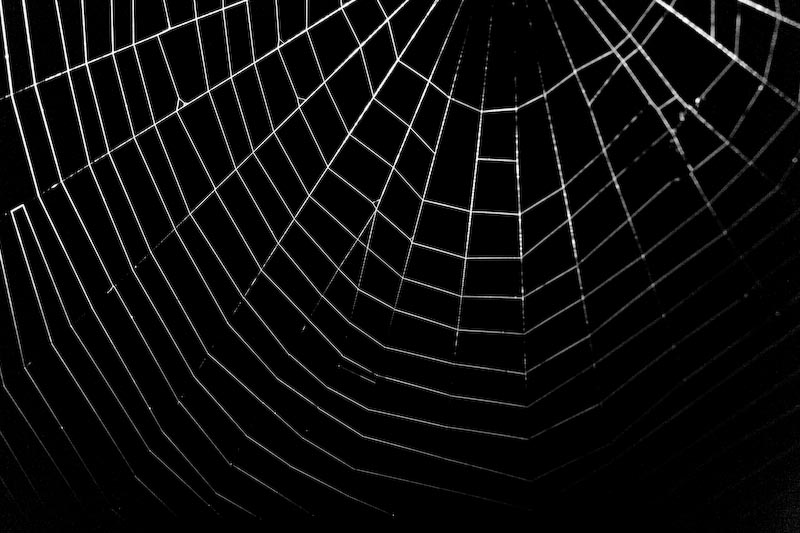 Spider Web With Dew Drops Mike Bitzenh License