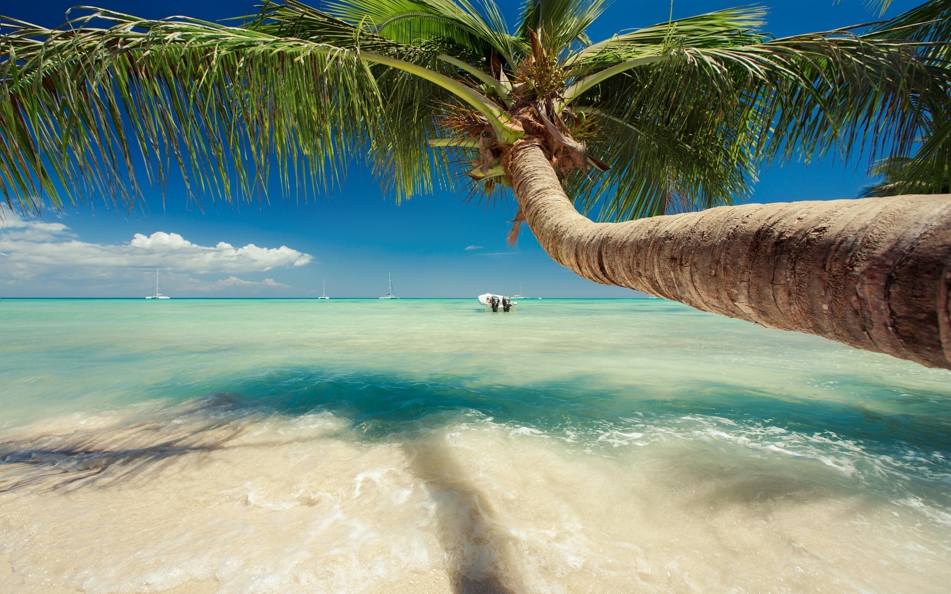 Palm Tree Beach Wallpaper
